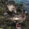 Surf Scoter